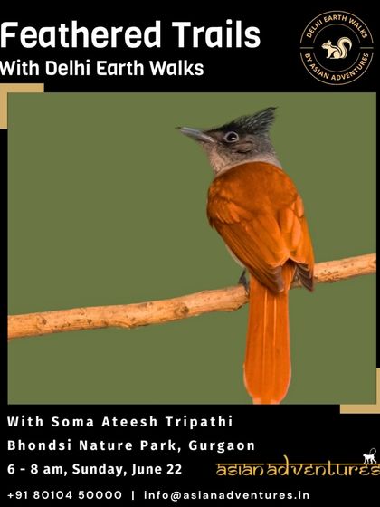 Urban Bird Watching photo 34