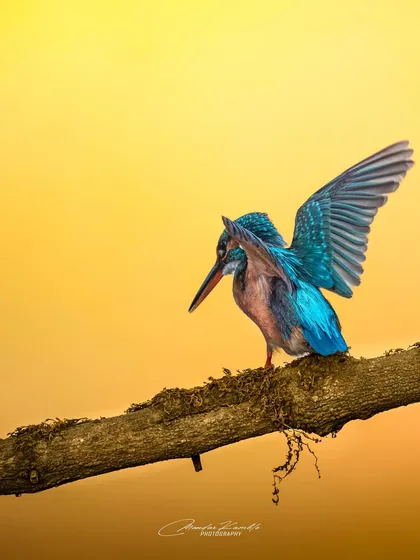 A moment of anticipation. This Common Kingfisher spreads its wings just before taking flight, set against the warm glow of sunset. This shot captures the dynamic posture and the energy of the bird right before it springs into action.