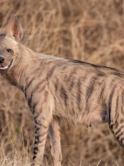 A rare and exciting encounter with a Striped Hyena. Its curious expression and striking stripes made for a powerful photograph, a testament to the surprising biodiversity you can find if you are patient.