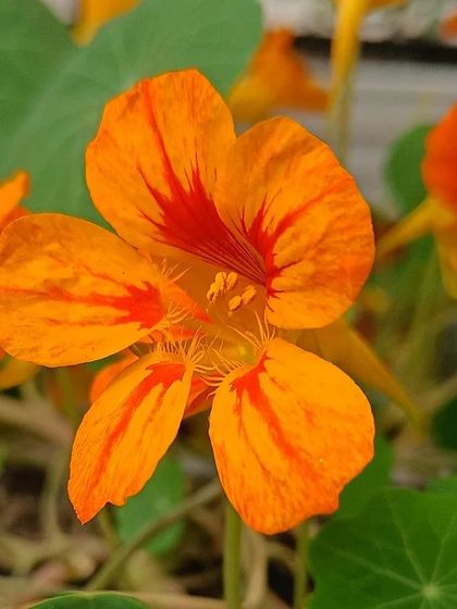 A gallery of the many different flowers I have successfully grown, showing a wide range of colors and types.