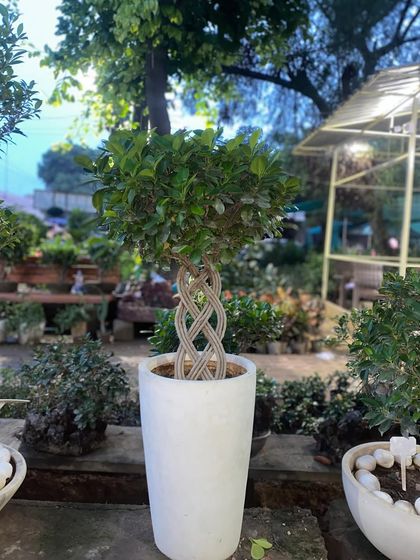 This Moclame Ficus with its intricately braided trunk is a perfect example of a sculpted plant. It brings a sense of fortune and positivity to your space.