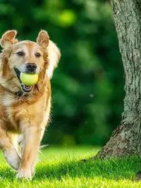 Dog Walking