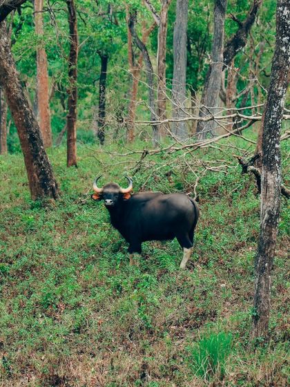 Puneeth - Cinematography for Film & Digital Media Wildlife & The Western Ghats photo 21