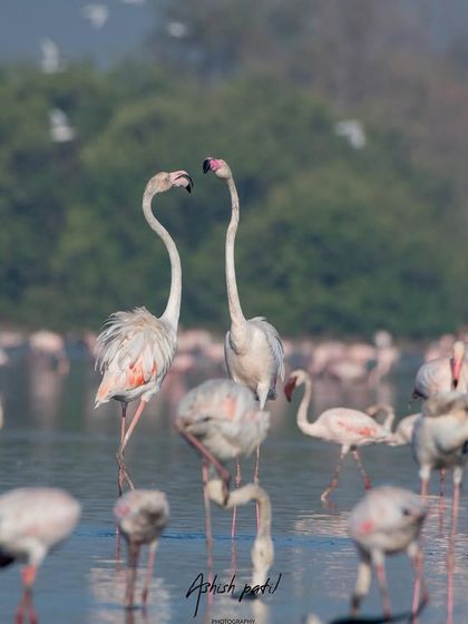 A quieter moment of connection between two flamingos, with the rest of the flock blurred in the background.