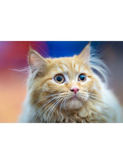 A shot capturing the ginger cat looking up with an expression of wonder.