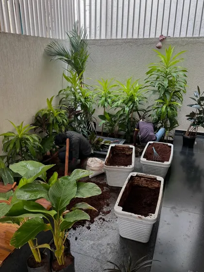 The process of creating an indoor courtyard. Our team is seen here preparing the space, filling planters, and carefully placing each plant to create a serene and beautiful indoor garden.