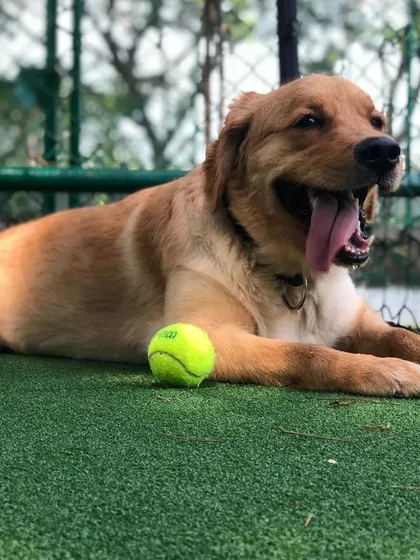A happy dog is a healthy dog. Here is Loki, a wonderful 3-year-old Golden Retriever, enjoying some playtime in a safe, enclosed turf area. He is a playful, energetic boy who would love a family that can give him lots of love and space to run around.