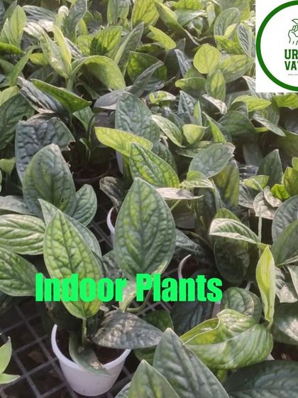 A batch of Monstera karstenianum (Peru).