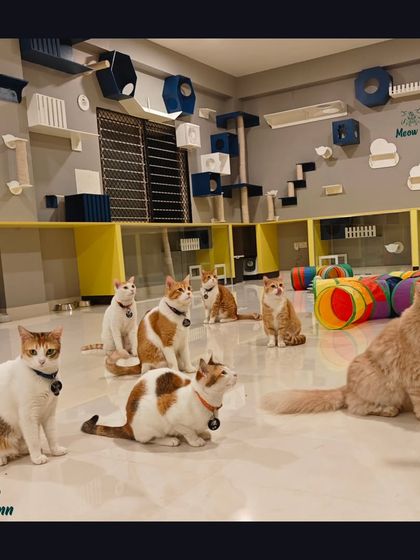 Meow Inn - Cat Lounge & Play Sessions Our Cat Paradise: A Tour of the Lounge photo 12