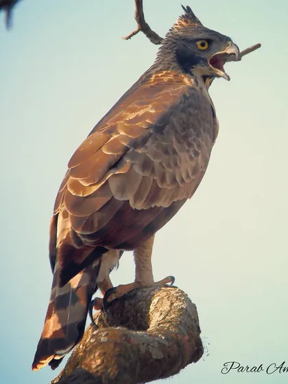 A Mountain Hawk-Eagle lets out a piercing cry from its perch. This large, bulky eagle is a powerful predator of forested hills, hunting small mammals, birds, and reptiles with formidable strength.