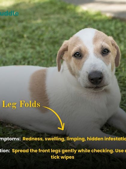 Kuddle - At-Home Pet Grooming Pet Parent Pro-Tips photo 7