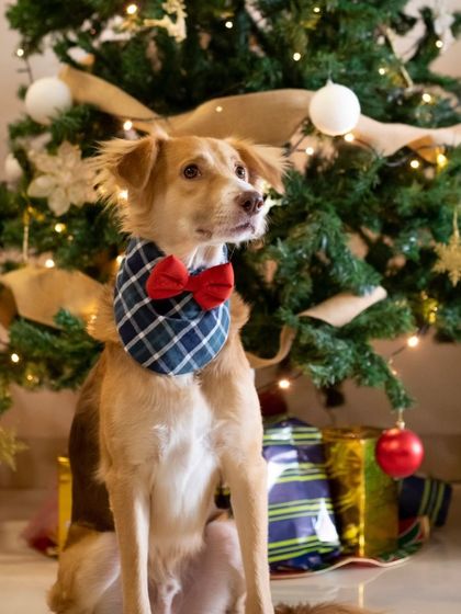 WoofWoof Stories - Pet & Family Photography Paws & Parties photo 11