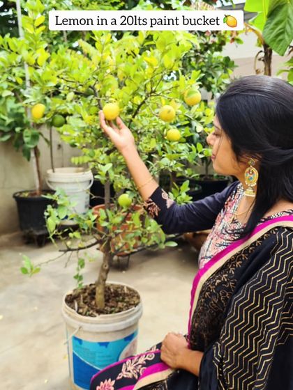 Sushma Reddy - Urban Gardening Coaching My Terrace Fruit Forest photo 20