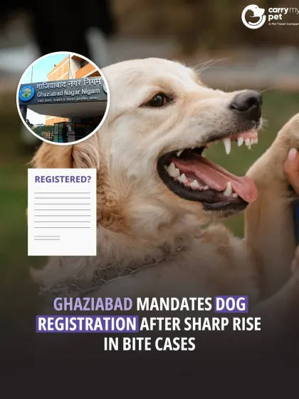 CarryMyPet - Pet Travel & Parenting Consultation Animal Welfare & Advocacy photo 4