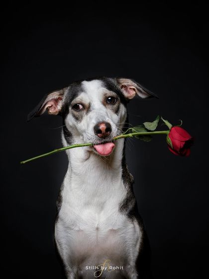 Rohit - Commercial Pet Product Photography Studio Product Photography photo 7