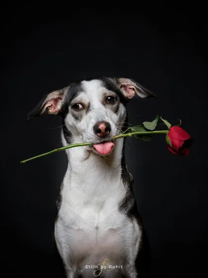 Here is another take of the charming Bing with his rose. This studio portrait uses dramatic lighting to create an emotional and memorable image, perfect for storytelling and campaigns that need to make a strong impact.