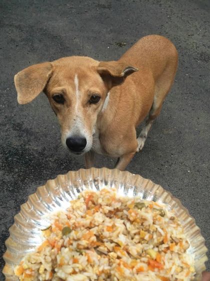 A hungry dog looks up from his plate of freshly cooked rice. These are the faces I see every day, and the reason I am so committed to this work.