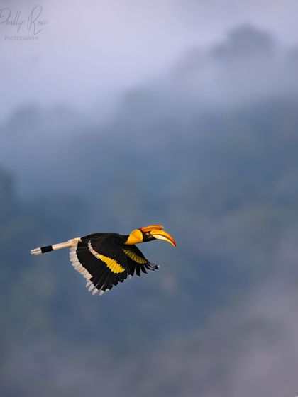 A beautiful flight shot of a hornbill against a misty mountain backdrop, showcasing its impressive wingspan.