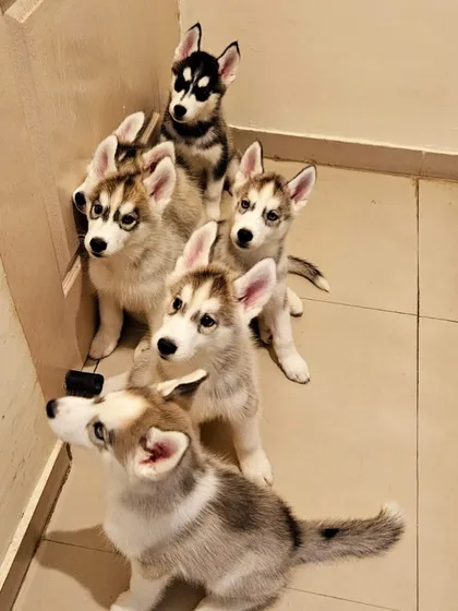 A handful of joy. This litter of purebred Siberian Husky puppies is full of energy and mischief. I make sure all my pups are well-socialized from a young age, and this curious bunch is no exception.