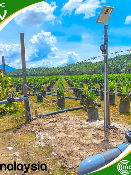 A wide shot of the palm oil nursery in Malaysia, showing our solar-powered wireless controllers managing the irrigation system.