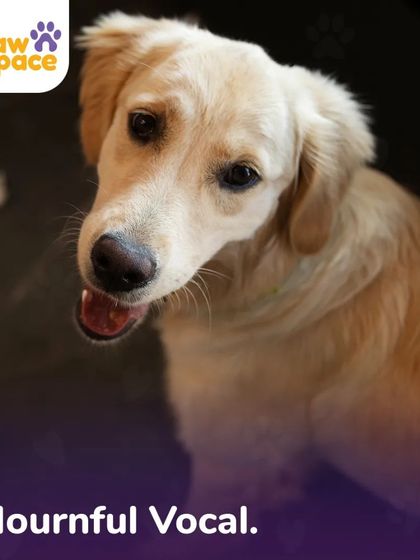 PawSpace - Dog Walking Essential Pet Care Tips photo 12