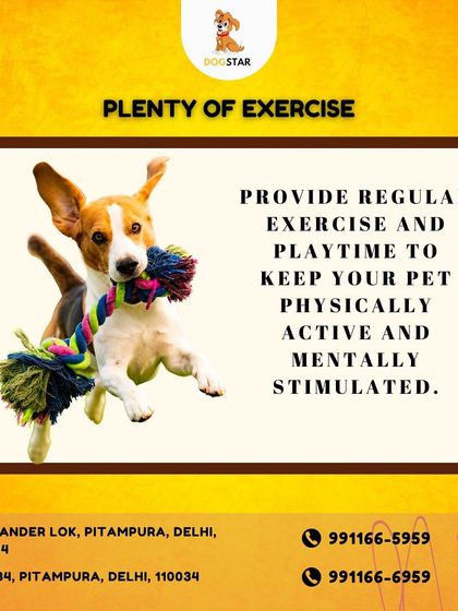 An active pet is a happy pet. I stock a wide variety of toys that encourage regular exercise and playtime, keeping your pet physically fit and mentally sharp.