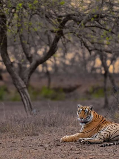 Tigers of India's Jungles photo 53