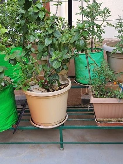 The Garden Hub - Garden Maintenance Garden Stands & Terrace Protection photo 9