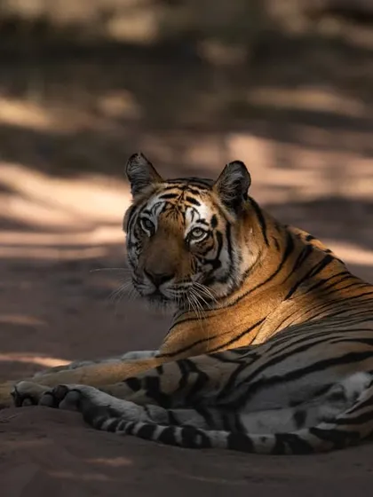 A tiger rests in the shadows, with patches of light highlighting its form. Learning to play with light and shadow is a key part of my workshops.