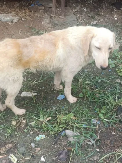 Another look at this deserving girl. She is a 6 month old spayed and vaccinated female, a Golden and Lab cross, available for adoption in Bangalore.