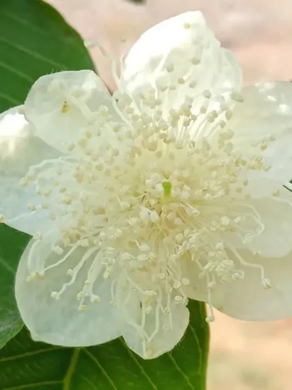 A detailed close-up of the intricate stamens of a Guava flower. It's a reminder of the beautiful details found in nature, even in plants grown for their fruit.