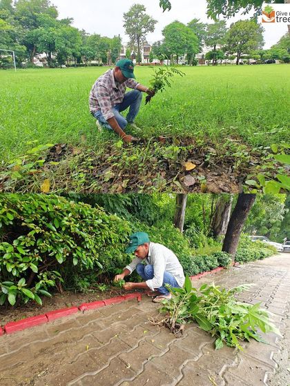 During a sapling extraction drive in Meerut, our team carefully removes unwanted growth to make space for new plantings. This kind of site preparation is a crucial first step in any restoration project.