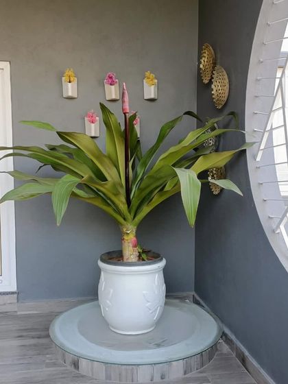 Make My Garden - Nursery & Gardening Store (Retail) Indoor & Air Purifying Plants photo 36