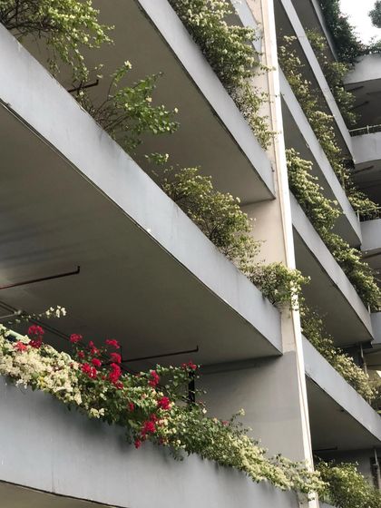 Vibrant Flowering Plants photo 9