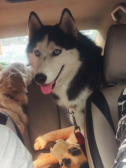 A handsome husky on board! My car is spacious enough for large breeds like huskies to sit, stand, and look around comfortably.