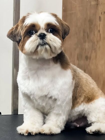 Pets Forever - Full Service Dog Grooming Shih Tzu Styling: My Specialty photo 25
