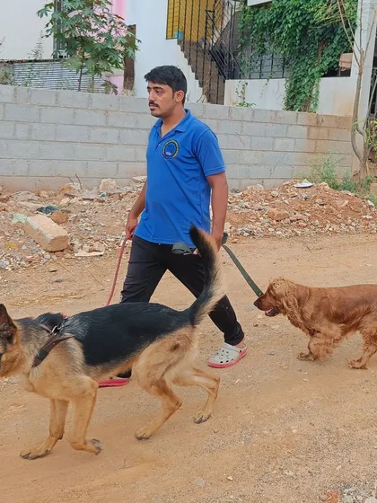 A practical leash training session on the street with a German Shepherd and a Cocker Spaniel. I work on teaching them to walk politely together without pulling, making walks more enjoyable for everyone.
