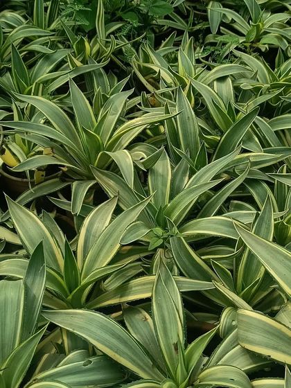 This is the Agave plant, a hardy succulent that is great for both indoor pots and outdoor rock gardens. Its striking shape and low water needs make it a very low-maintenance choice.