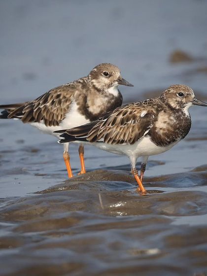 Waders, Ducks & Waterbirds photo 55