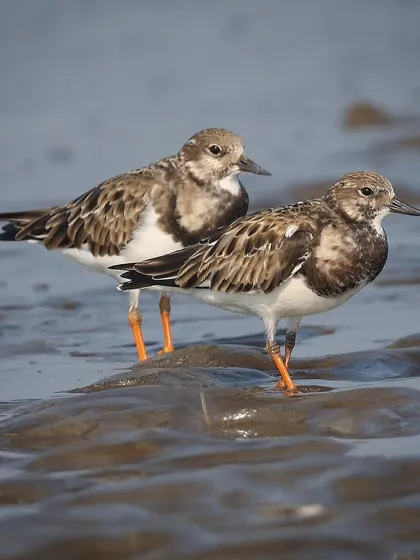 A pair of Ruddy Turnstones in their non-breeding plumage on a beach in Mumbai. These birds are true globetrotters, with a breeding range in the Northern Hemisphere and wintering grounds as far south as Africa and Australia.