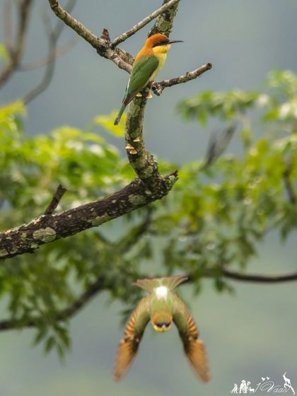 A pair of Chestnut-headed Bee-eaters. One keeps watch from a perch while the other dives for an insect, a classic example of their cooperative hunting behavior.