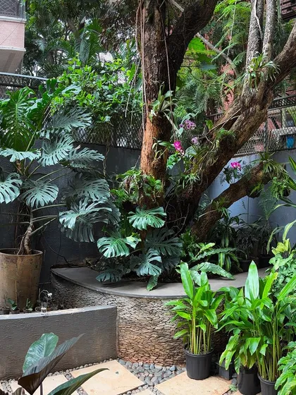 A corner of our wraparound garden project, featuring a majestic Monstera Deliciosa next to an old tree adorned with orchids. This design blends new plants with existing nature seamlessly.