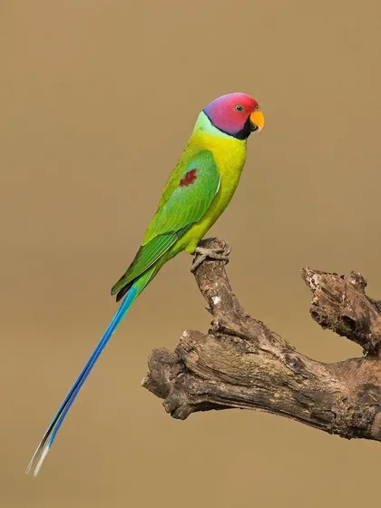 A duplicate of image 109, the clean background makes this an ideal image for fine art printing or editorial use.