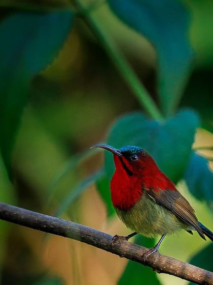 A portrait of the Crimson Sunbird, highlighting its iridescent head and long, curved bill, perfectly adapted for sipping nectar.