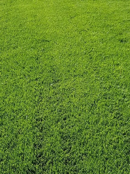 This is the result you can expect: a close-up of a perfectly green, dense, and healthy lawn. I offer several varieties, including Korean, Mexican, and Bermuda grass, to suit different needs.