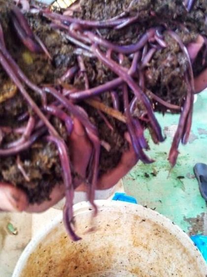 A handful of earthworms, the powerhouse of vermicomposting. These "penultimate loss managers" are essential for breaking down organic matter and creating some of the most nutrient-rich compost available.