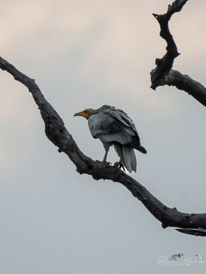 An Egyptian Vulture perched on a dead tree branch, a classic scavenger pose.