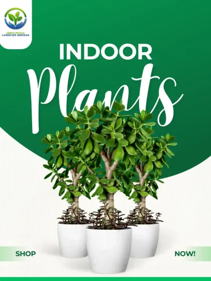 Our promotional graphic showcasing the popular Jade Plant, known for bringing good fortune. We stock a wide variety of easy-care indoor plants perfect for your home or office.
