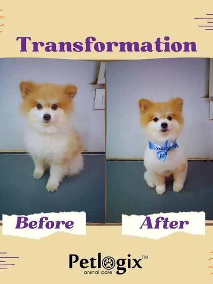 A transformation from scruffy to fluffy. This little Pomeranian looks like a superstar after their grooming session.