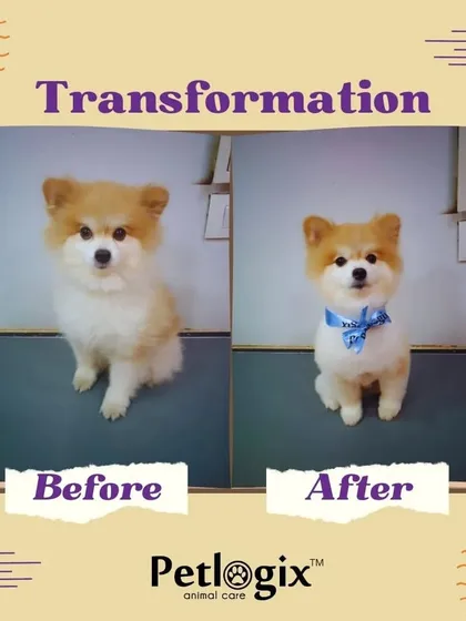 A transformation from scruffy to fluffy. This little Pomeranian looks like a superstar after their grooming session.